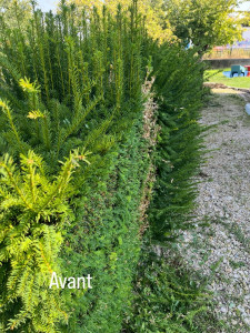 Photo de galerie - Taille de haies et d'arbustes