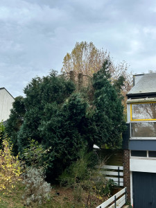 Photo de galerie - Elagage et coupe d'arbres
