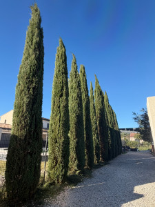 Photo de galerie - Taille de ces cyprès de Provence qui n’avait jamais connu de taille auparavant. 
