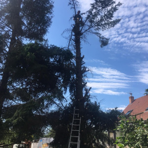 Photo de galerie - Abattage de tout type d’arbre