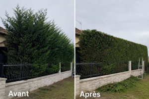 Photo de galerie - Rabatage sapin 