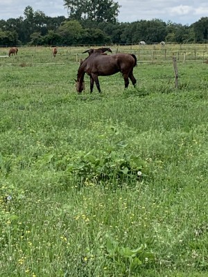 Photo de galerie - Pension chevaux