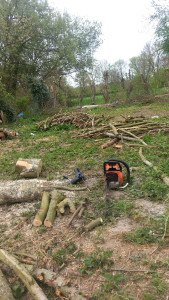 Photo de galerie - Nettoyage de terrain et coupe des arbres 
