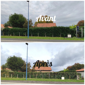 Photo de galerie - Laurier