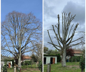 Photo de galerie - Taille d’arbre avant après 