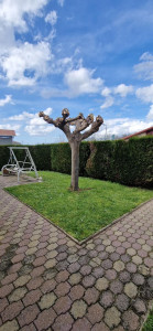 Photo de galerie - Elagage et coupe d'arbres