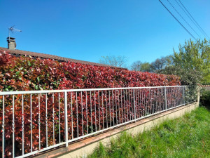 Photo de galerie - Taille de haie