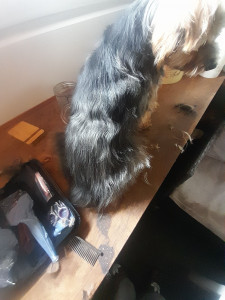 Photo de galerie - Toilettage basique sur bichon
toilettage sur différents molosses 