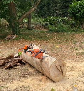 Photo de galerie - Abattage et débitage eucalyptus 20m de haut