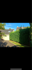 Photo de galerie - Taille de haie avant 