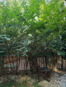 Photo de galerie - Avant notre passage