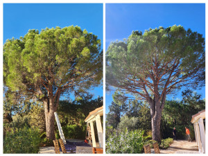 Photo de galerie - Elagage et coupe d'arbres