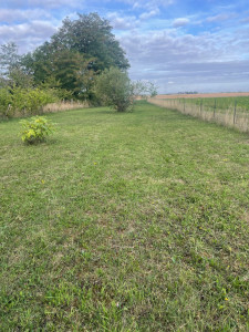Photo de galerie - Tonte de pelouse - Débroussaillage