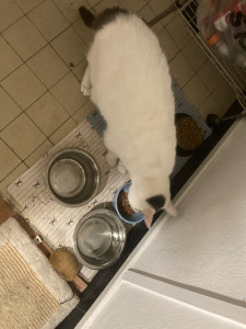 Photo de galerie - Garde de chat au domicile du propriétaire 