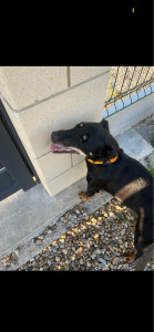 Photo de galerie - Visite à domicile pour balade quotidienne 