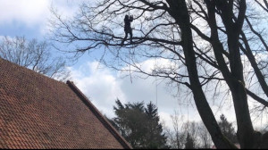 Photo de galerie - Élagage d’une branche 
