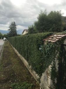 Photo de galerie - Taille de haies et d'arbustes