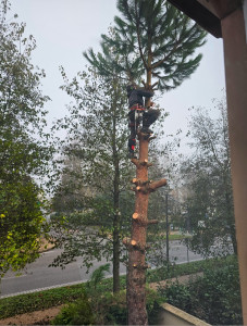 Photo de galerie - Abattage d’un arbre par démontage avec évacuation des déchets