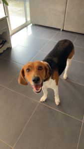 Photo de galerie - Leïa, un beagle