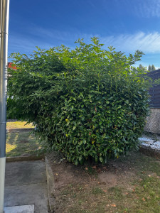 Photo de galerie - Taille de haies et d'arbustes