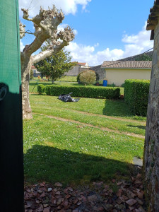 Photo de galerie - Taille d'une haie buis à l'année 
