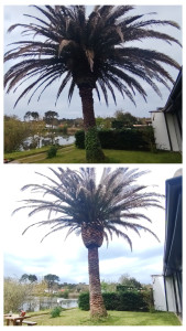 Photo de galerie - Exemple d'élagage, taille et traitement anti papillons Palmivore 