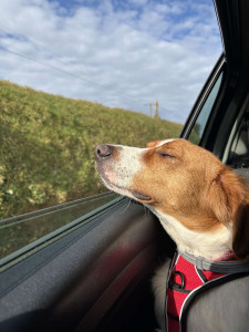Photo de galerie - Voici mon chien Aston un espagnol breton âgée de 4 ans, qui ce fait promener à pied et également en voiture pour aller dans les bois pour ce défouler.
