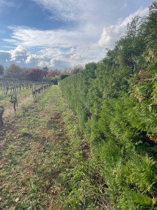 Photo de galerie - Taille de haie de cyprès 