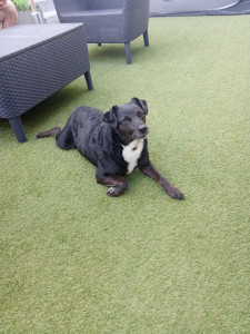 Photo de galerie - Dressage