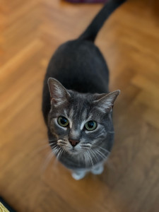 Photo de galerie - Garde chat