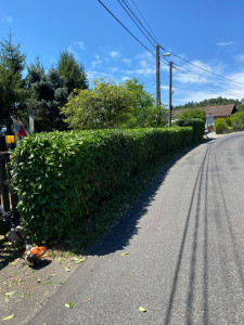 Photo de galerie - Taille d’une haie de laurier 