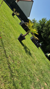 Photo de galerie - Tonte de pelouse 