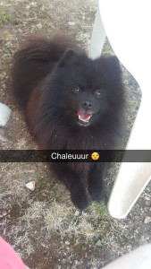 Photo de galerie - Garde de chien spitz 