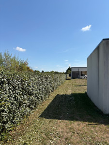 Photo de galerie - Taille de haies et d'arbustes