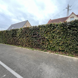 Photo de galerie - Taille 