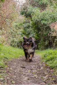 Photo de galerie - Balade et bon moment avec Max, un berger Australien 