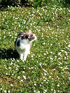 Photo de galerie - Garde chat