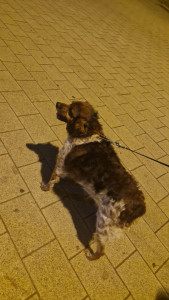 Photo de galerie - Garde chien