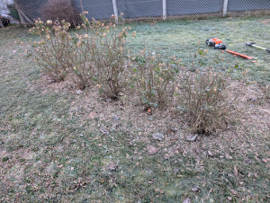 Photo de galerie - Avant la taille 