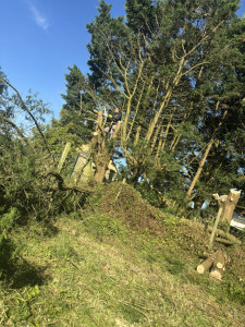 Photo de galerie - Abbatage 15 arbres 