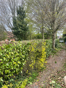 Photo de galerie - Haie après mon passage 