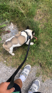 Photo de galerie - Je promènes régulièrement des chiens et j’ai de l’expérience car j’en ai eut deux et je les promenait chaque jour!