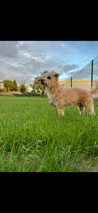 Photo de galerie - Mon chien de 11ans adorable avec les autres animaux 