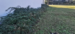 Photo de galerie - - Debroussaillage Roncier 