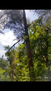 Photo de galerie - Elagage et coupe d'arbres