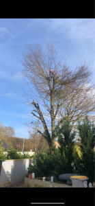 Photo de galerie - Elagage et coupe d'arbres