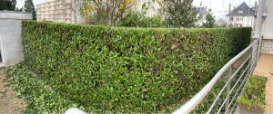 Photo de galerie - Taille de haies et d'arbustes