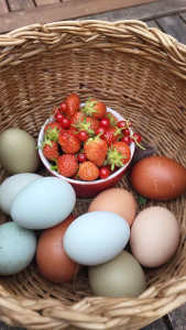 Photo de galerie - Mon élevage de poules :)