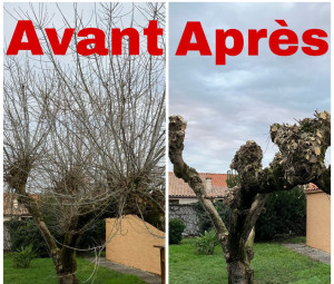 Photo de galerie - Elagage et coupe d'arbres