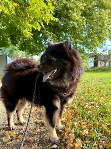 Photo de galerie - Garde chien